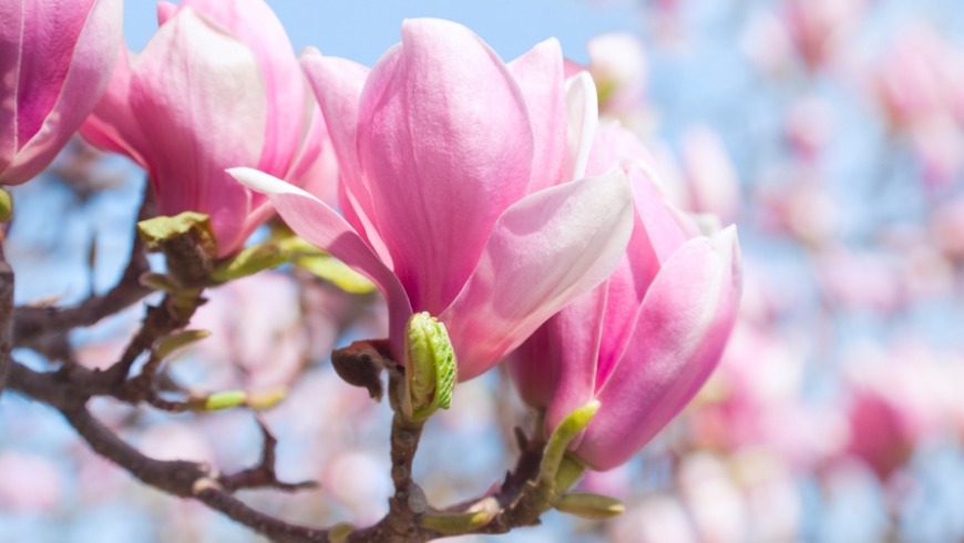 Düfte sind die Gefühle der Blumen Nov 2018