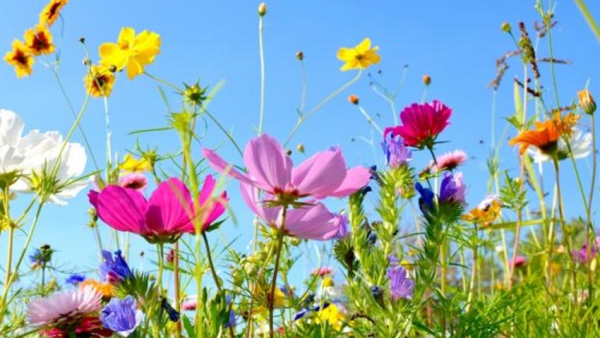 Sommerduft liegt in der Luft Juli 19
