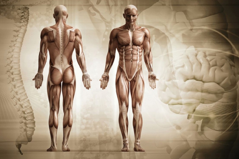 Anatomie Intensiv-Modul Fokus Becken